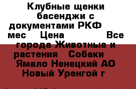 Клубные щенки басенджи с документами РКФ - 2,5 мес. › Цена ­ 20 000 - Все города Животные и растения » Собаки   . Ямало-Ненецкий АО,Новый Уренгой г.